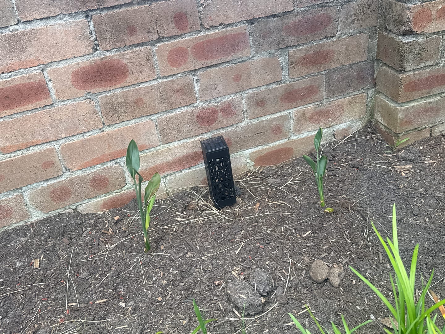 Customer photo review of Juncea Bird of Paradise - Strelitzia parvifolia var. juncea