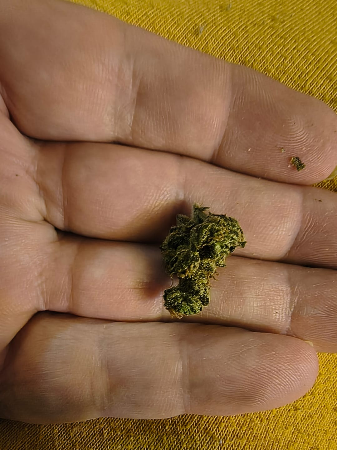 Customer photo review of Light Assist THCA Smalls