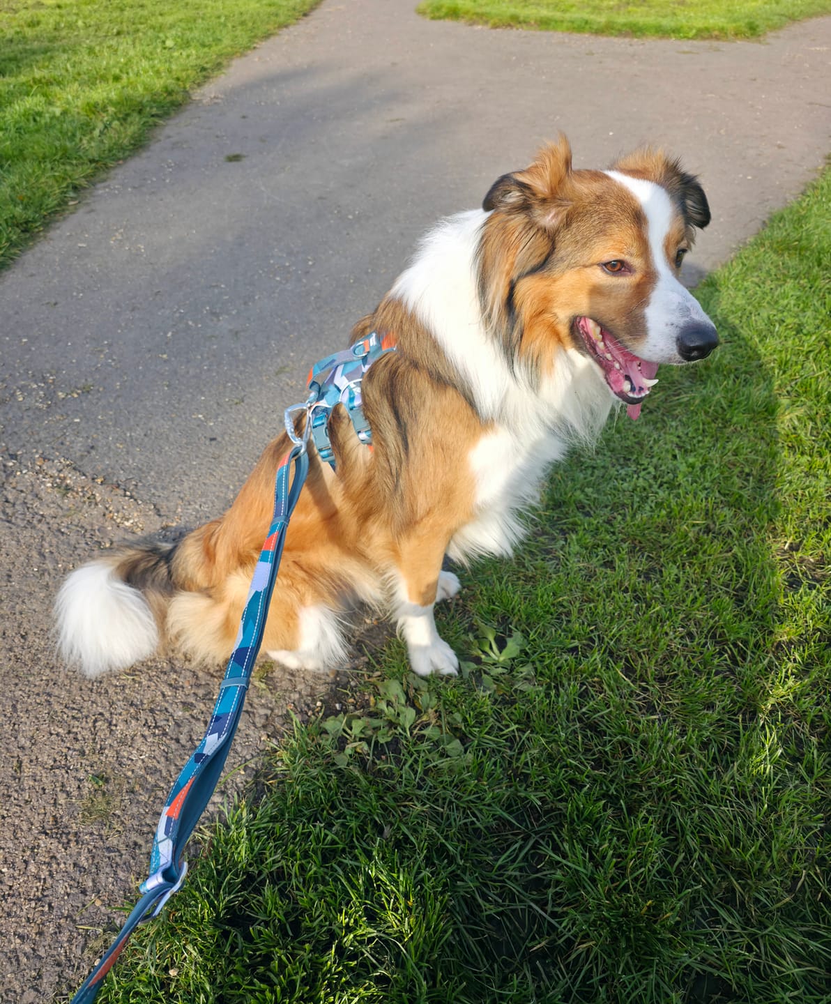 Customer photo review of Multi-Way Lead