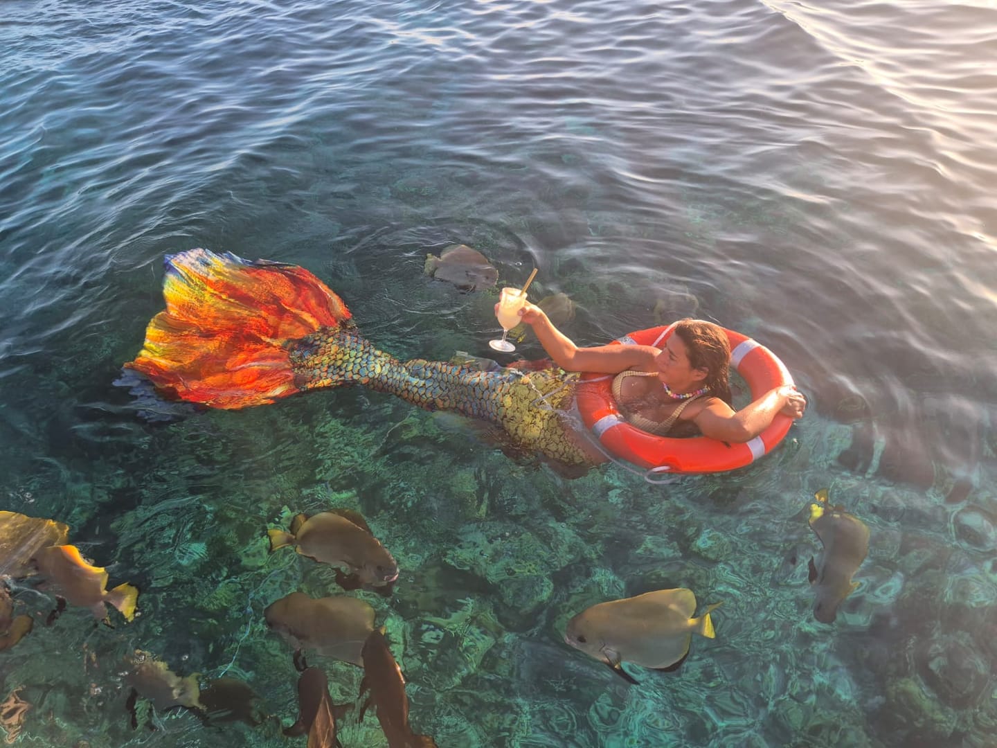 Customer photo review of Betta Fish Mermaid Tail 1 Red