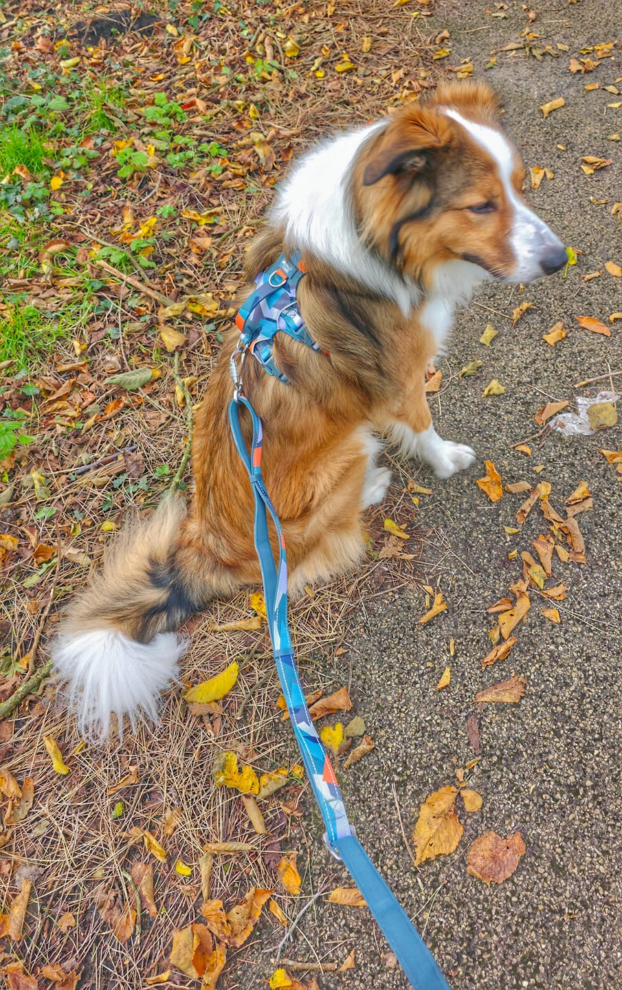 Customer photo review of Scramble Harness