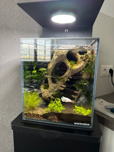 Customer photo review of WWWAQUA｜Echo of the Ancients
