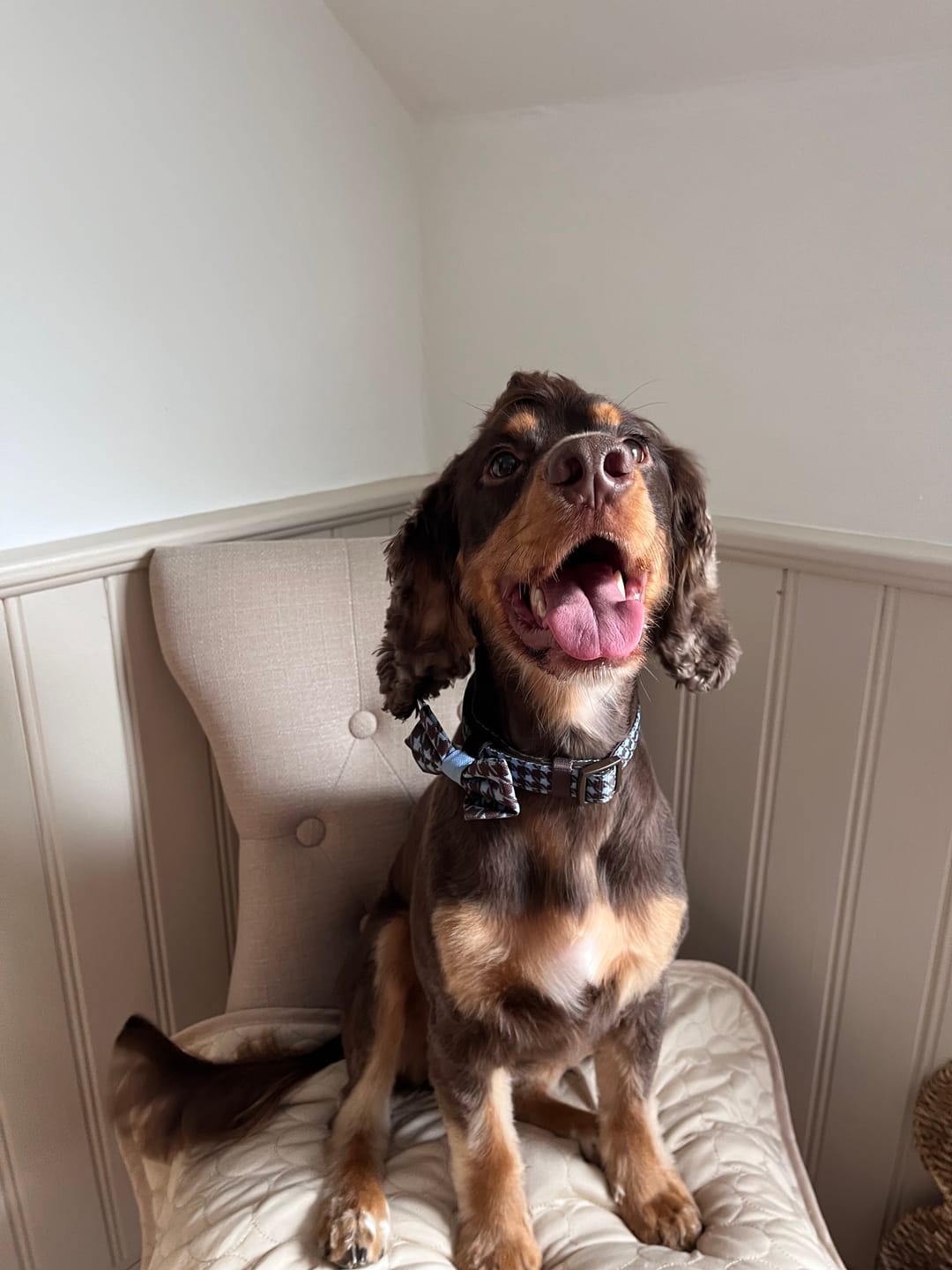 Customer photo review of Collar - Horizon Houndstooth