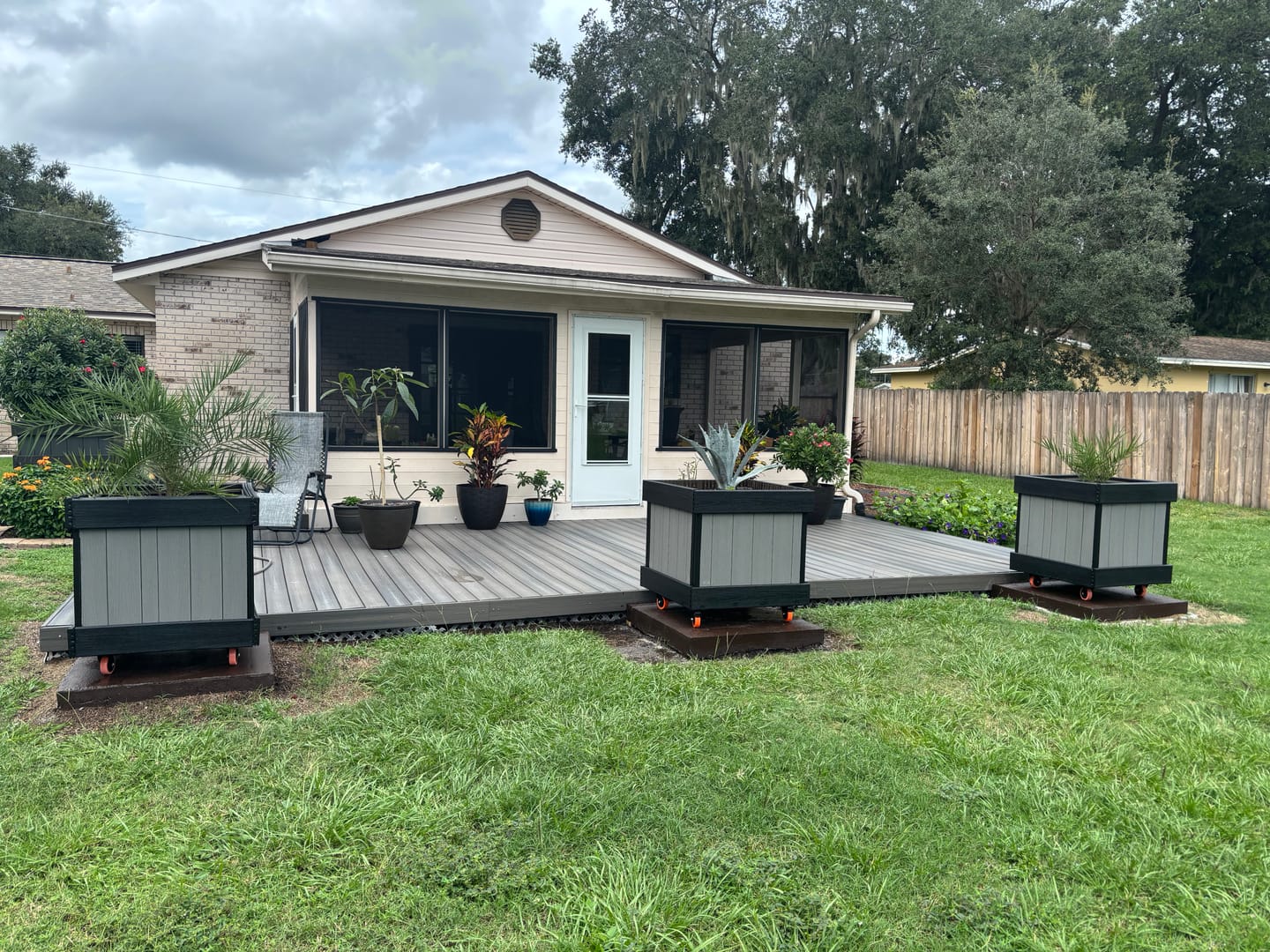 Customer photo review of Super Blue Agave Americana, Century Plant