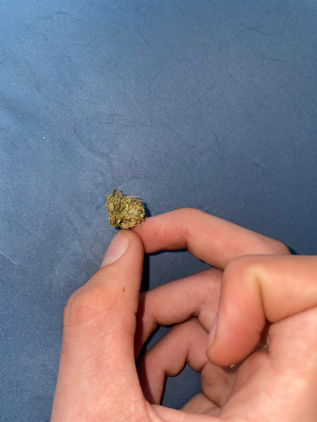 Customer photo review of Greenhouse Flower