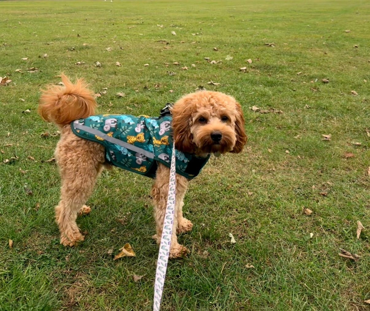 Customer photo review of Rain Jacket - You Cheetah