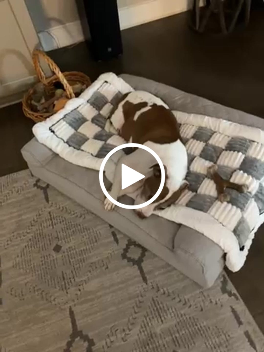 Customer video review of Plush Backseat Dog Bed (Made For The Hard Bottom Car Seat Cover)