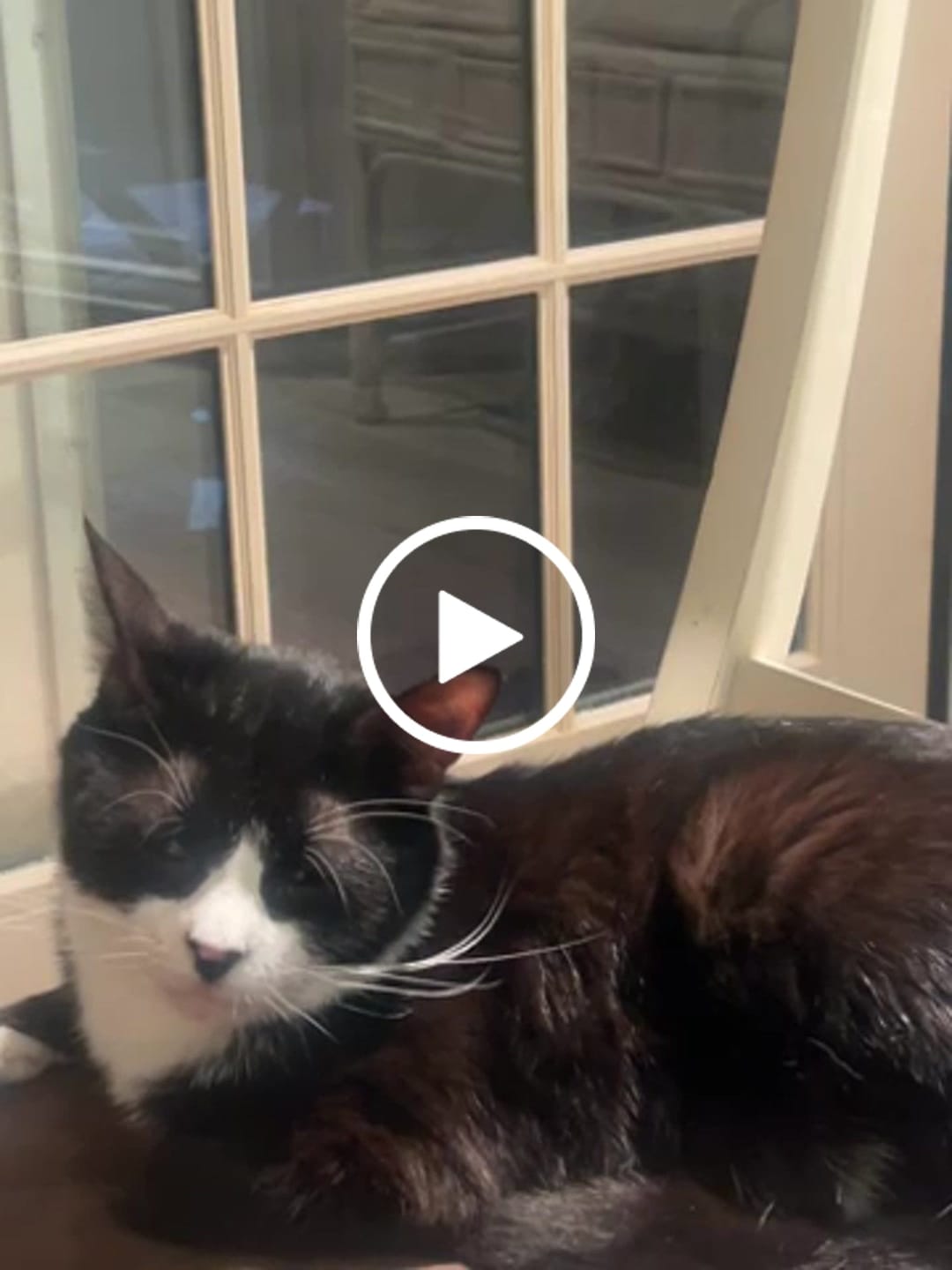 Customer video review of 6x - Blisso Advanced Cat Probiotic