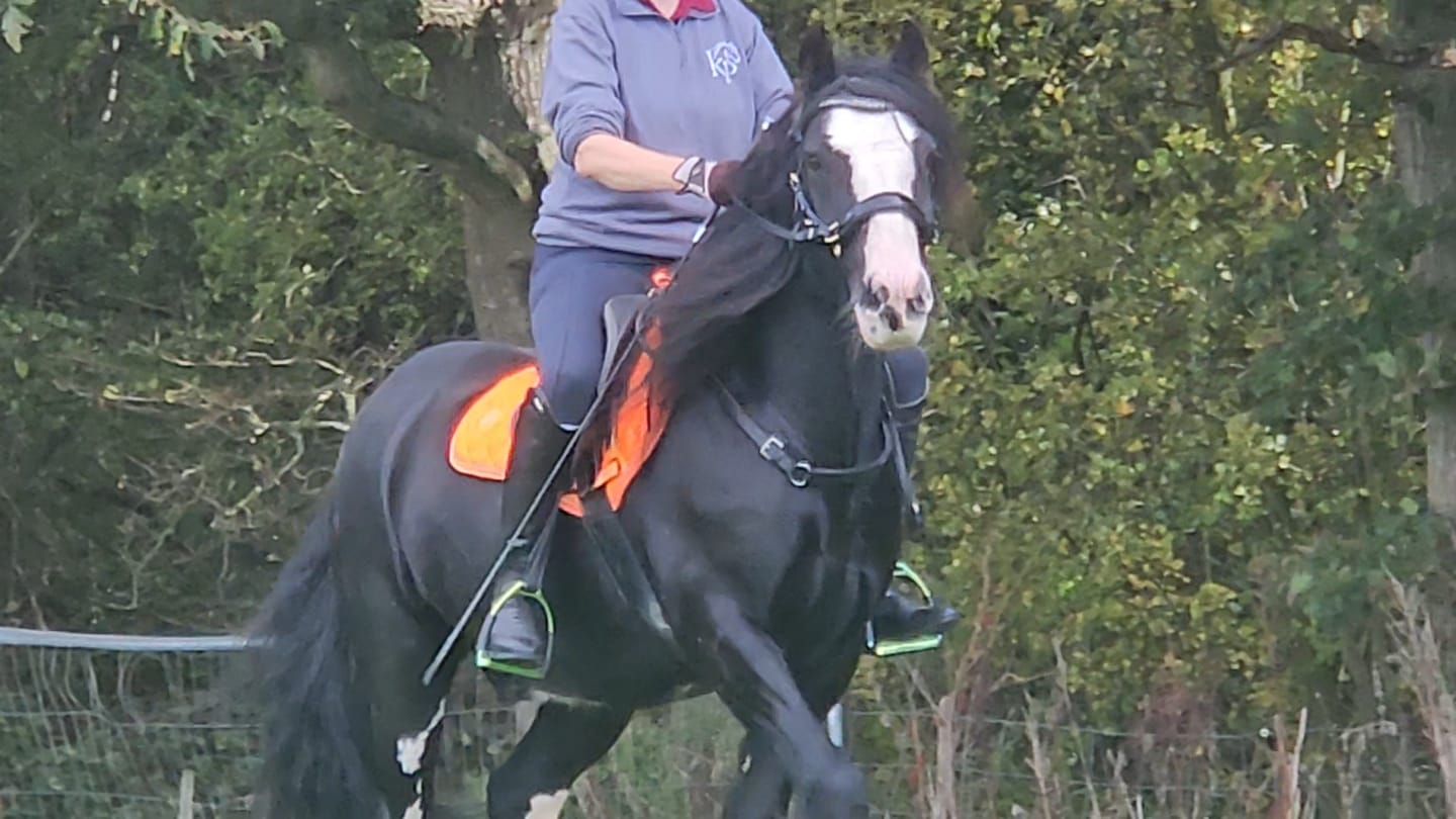 Customer photo review of Nia Multi Bridle - Bit to bitless system no.1