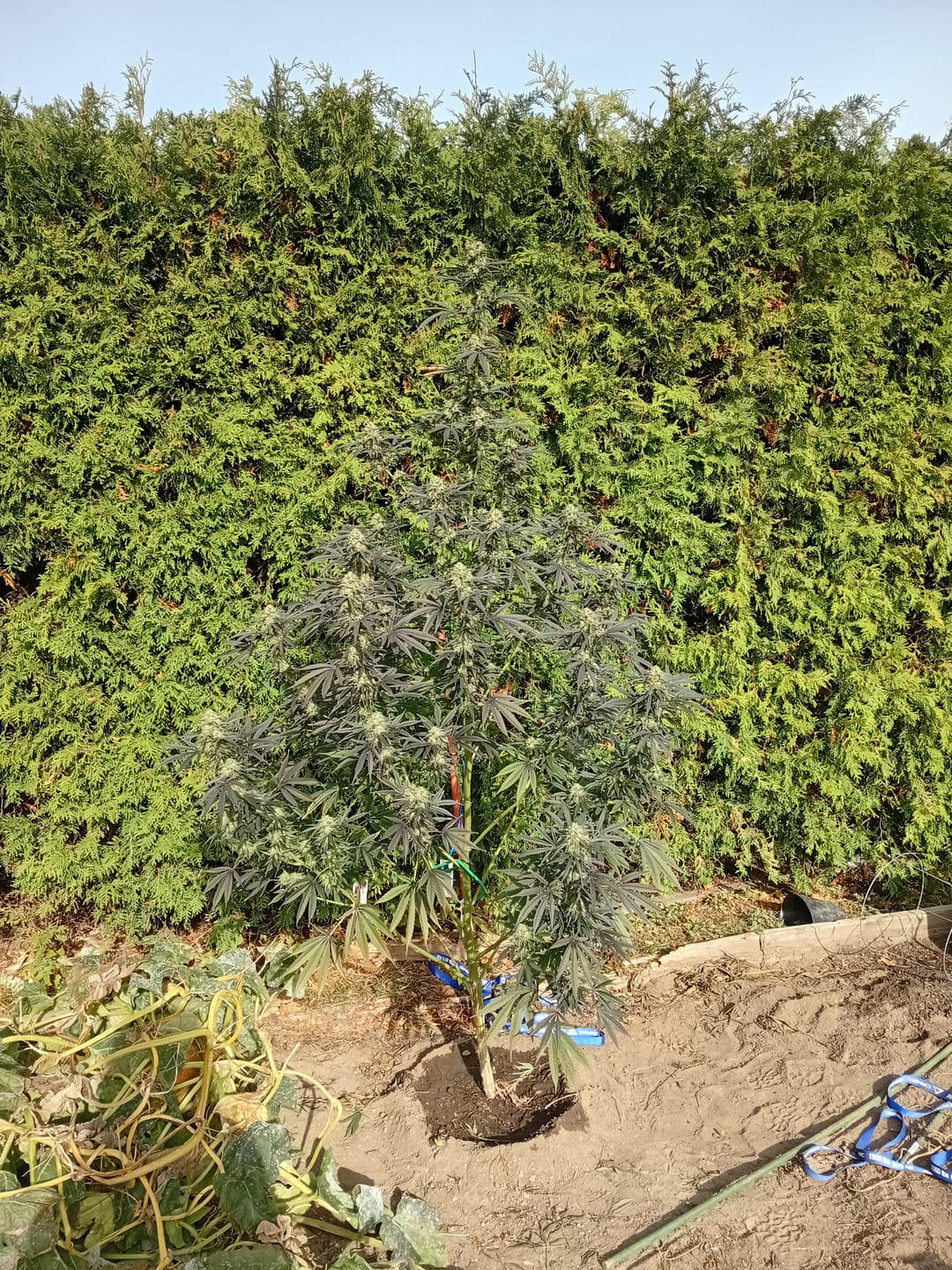 Customer photo review of Advanced Nutrients pH Perfect Connoisseur Grow Part A