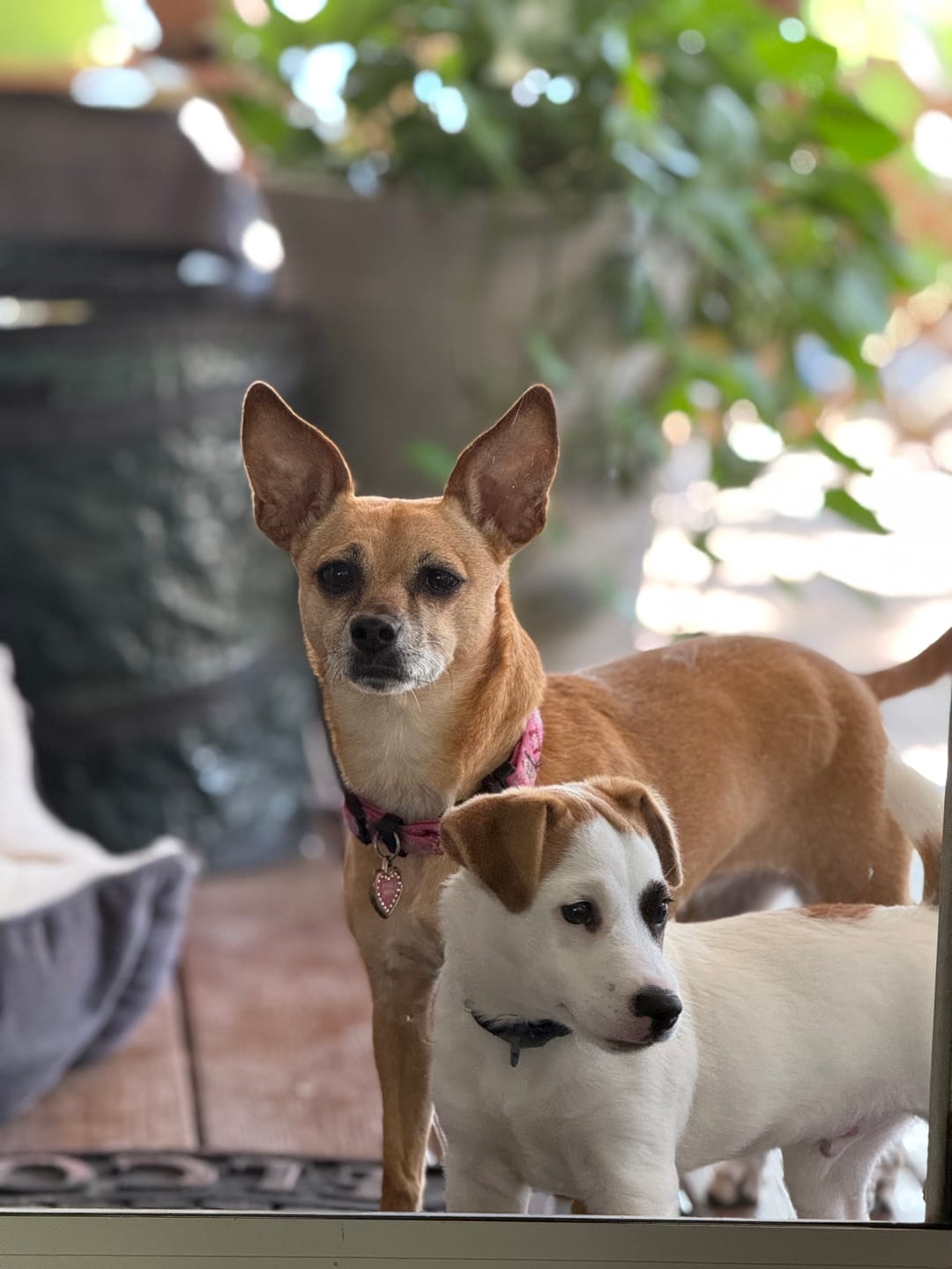 Customer photo review of Iron Paws Daily Human-Grade Superfood For Dogs
