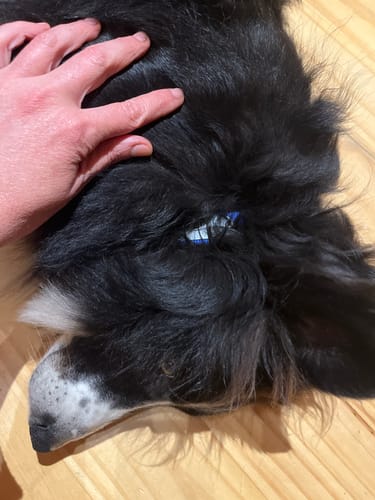 Customer photo review of Collar Remachado Básico (Perro)