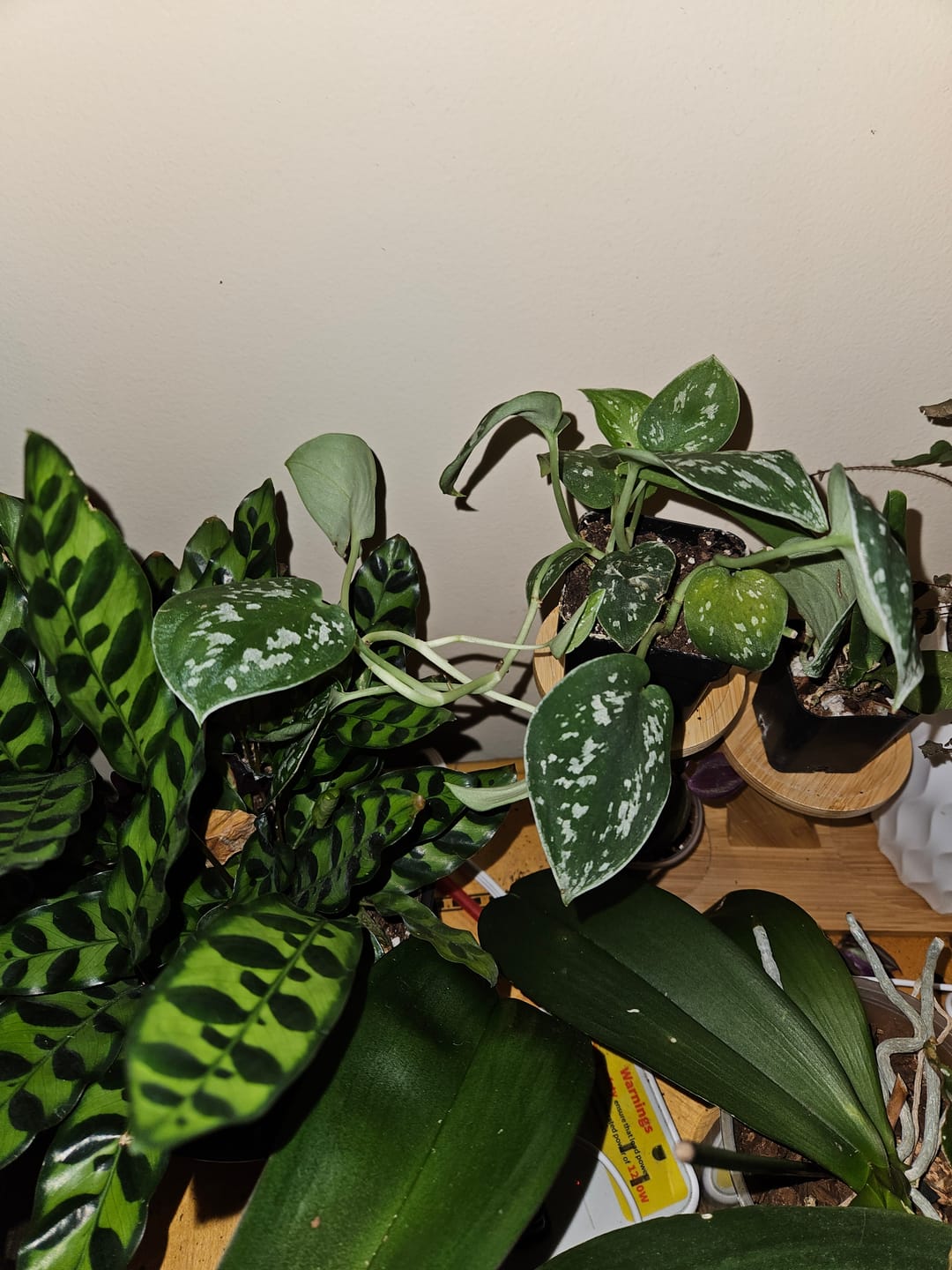 Customer photo review of Silver Pothos Live Plant - RARE Silver Satin or Silvery Anne - Scindapsus Pictus - Silver Leaf Tropical Indoor Houseplant - Hardy Houseplant