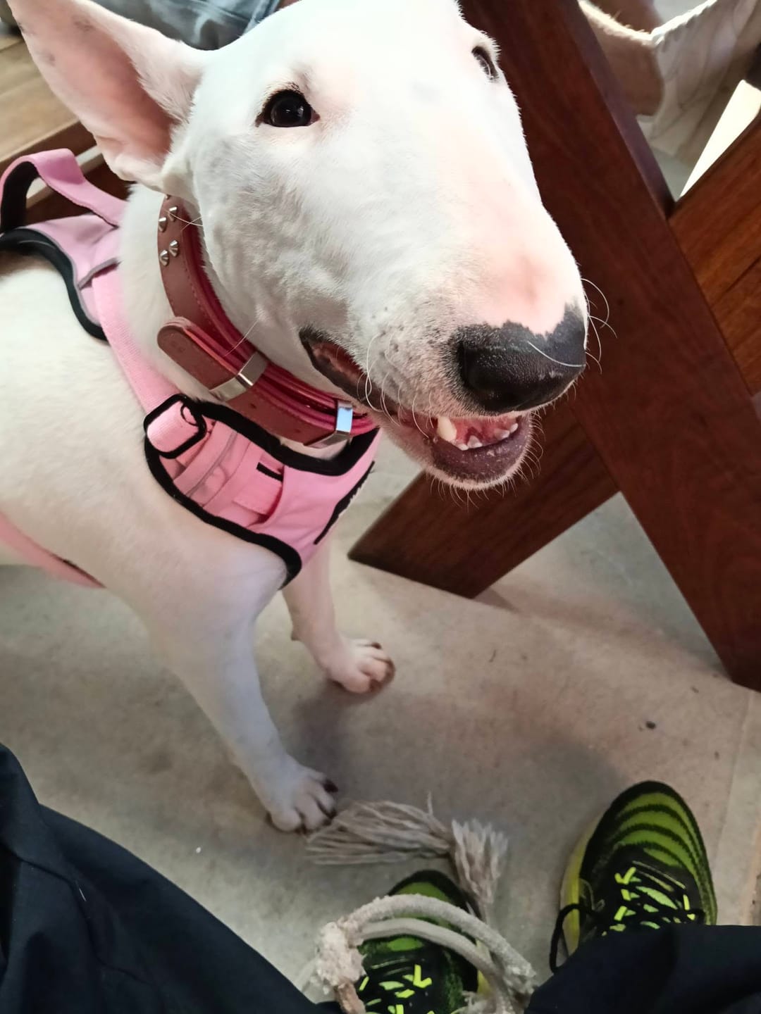 Customer photo review of Active-X Lightweight Dog Harness – Pink