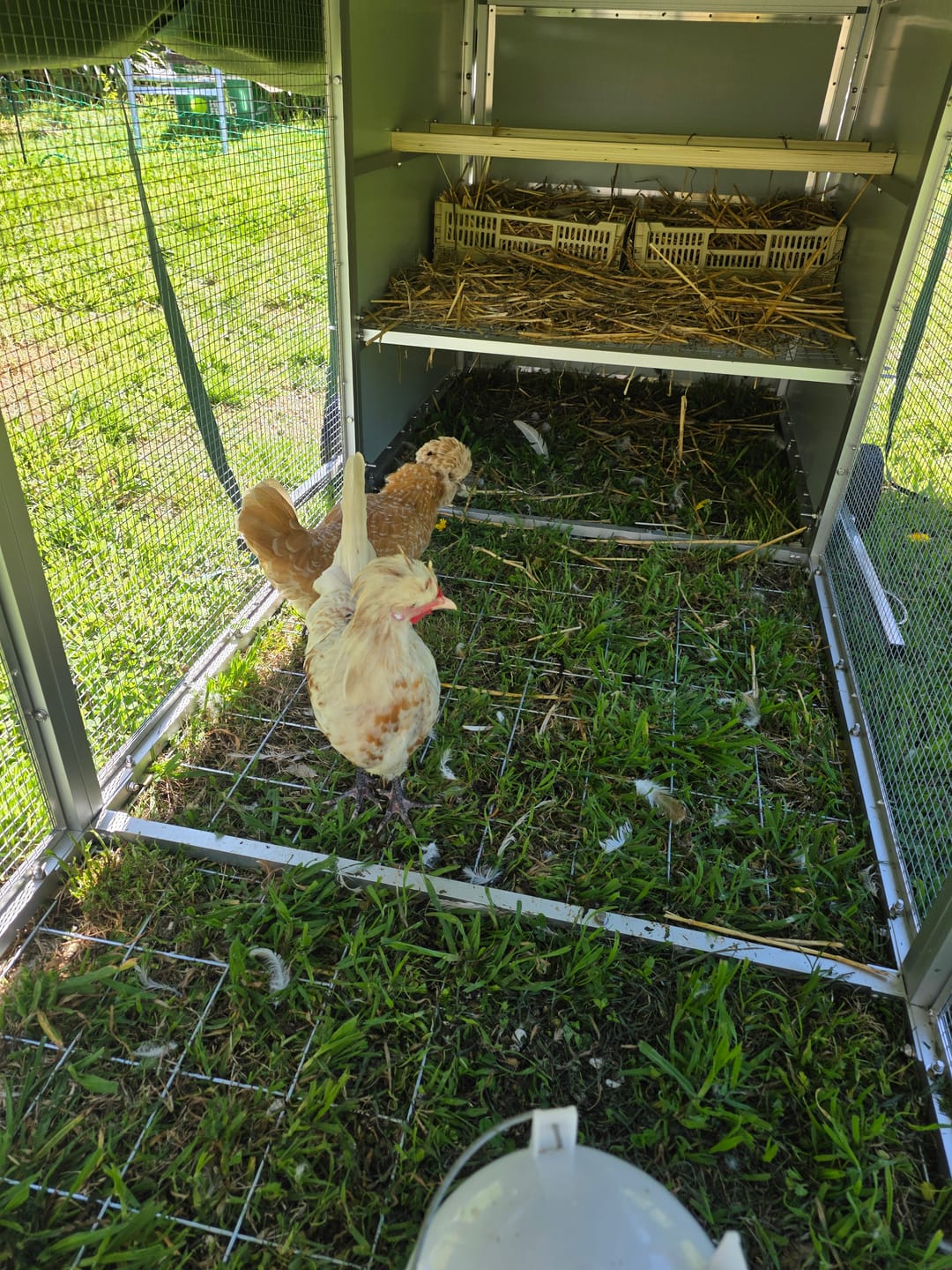 Customer photo review of Mobile Chicken Coop / Chicken Tractor