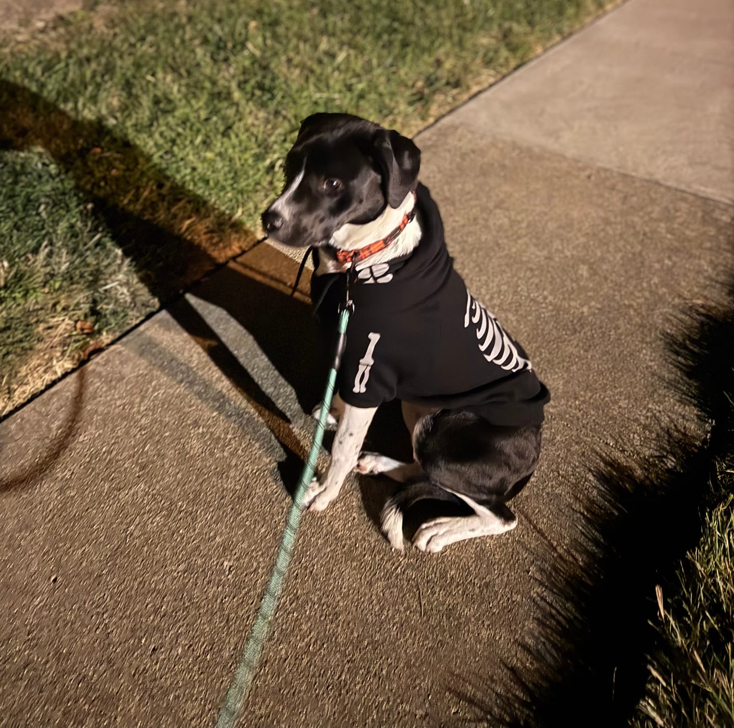 Customer photo review of Halloween Dog Hoodie - Reflective Skeleton