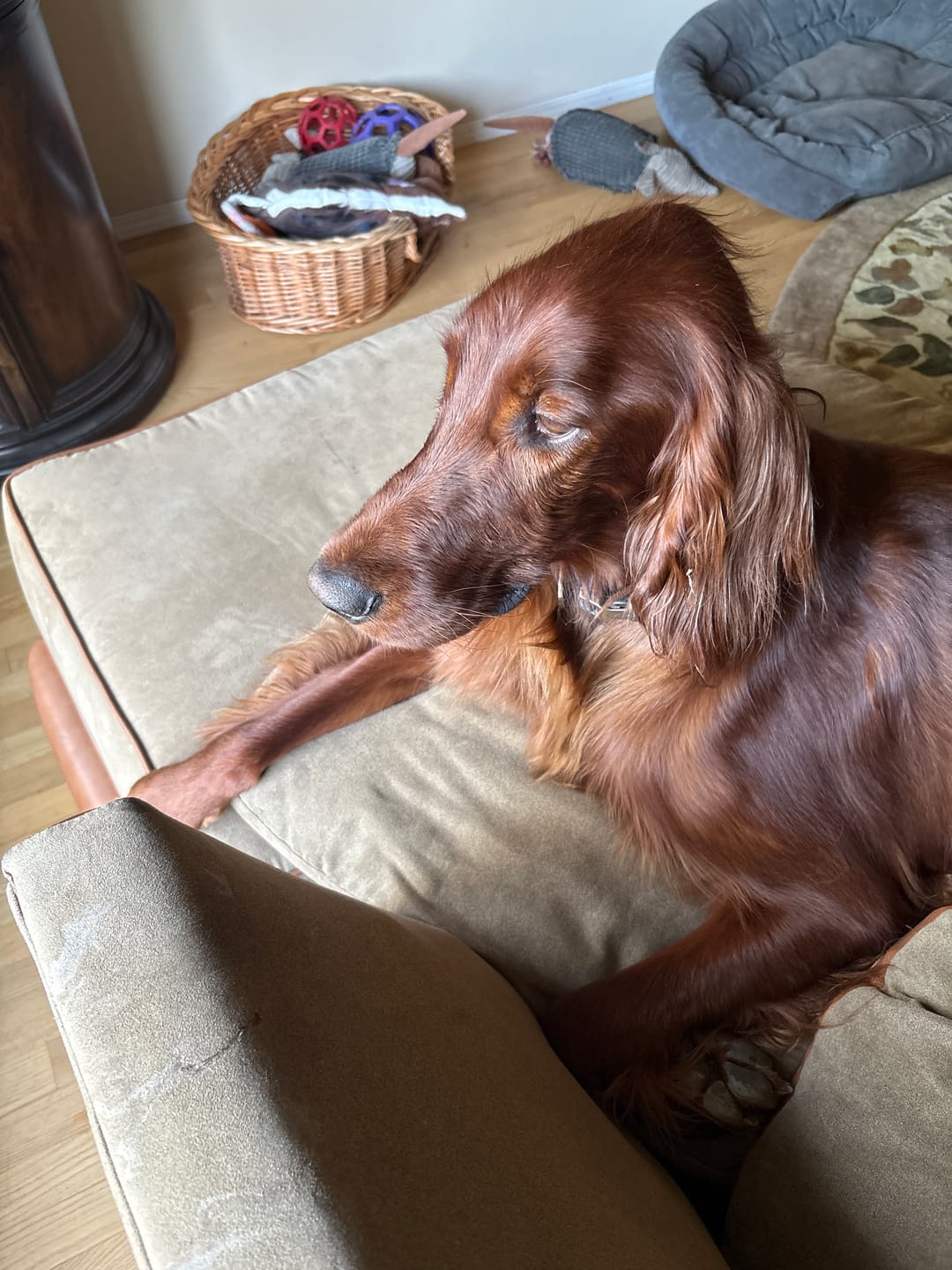Customer photo review of 6 Inch Thick Braided Bully Stick