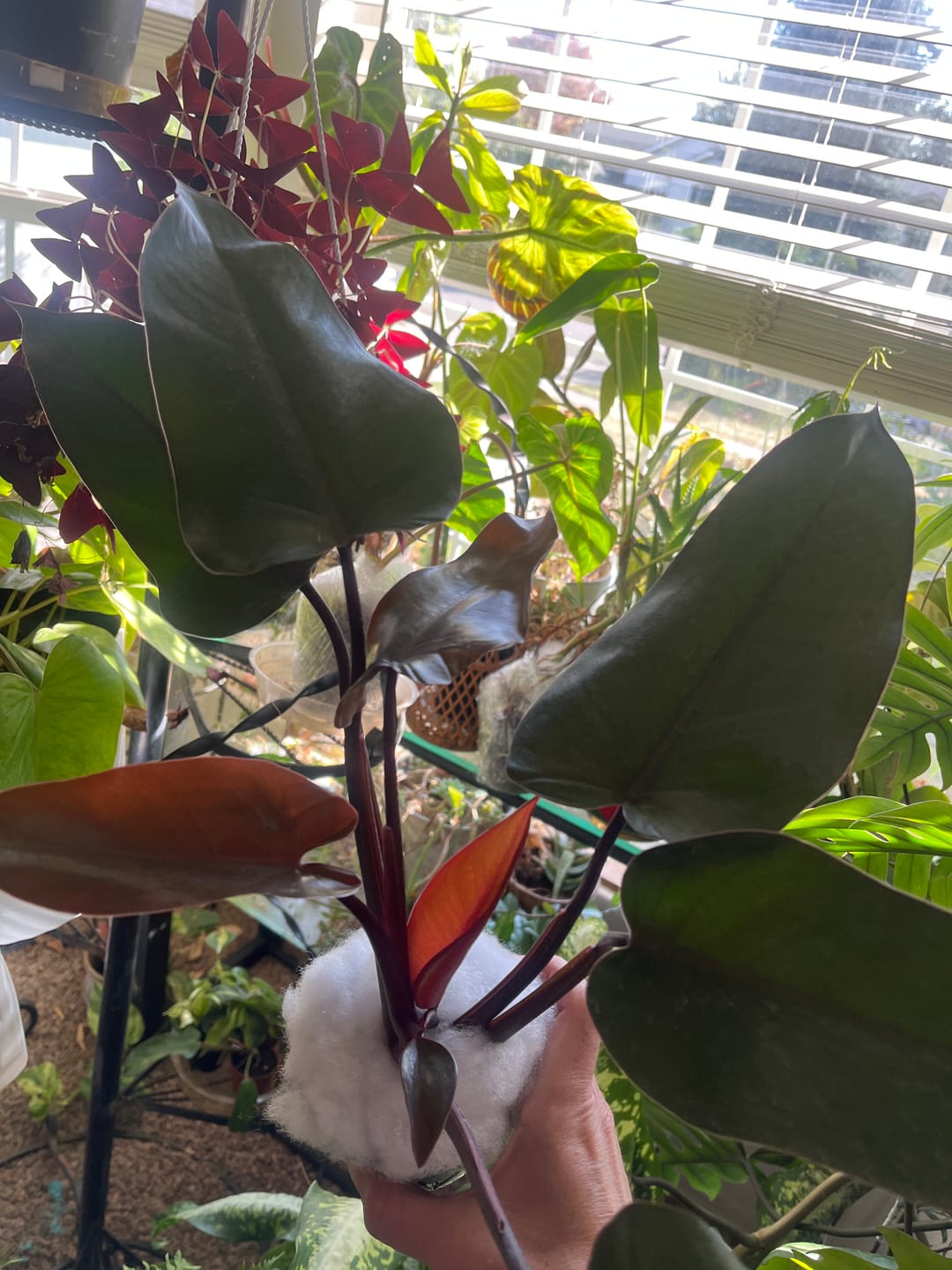 Customer photo review of Philodendron 'Bloody Mary'