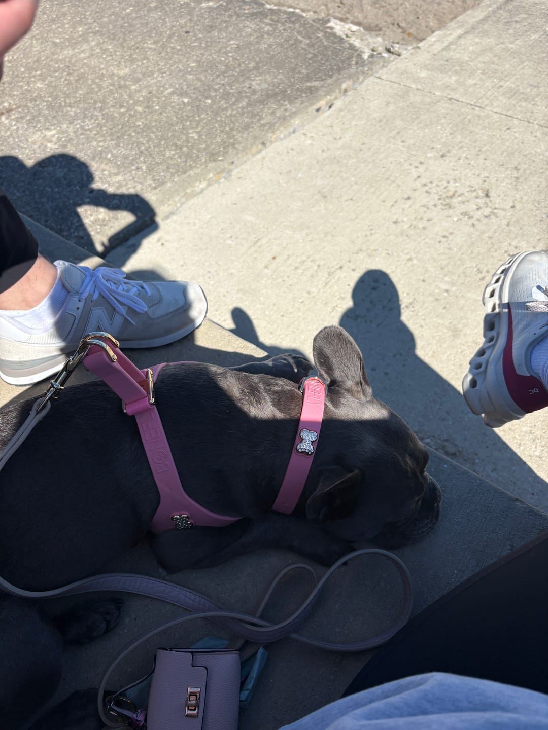 Customer photo review of Boneflex+ Collars Gold
