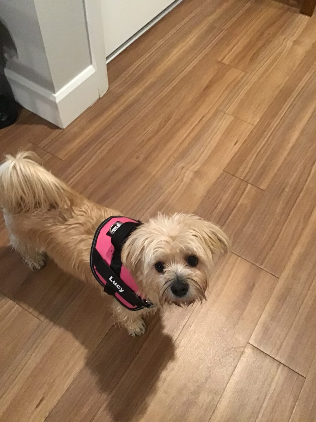 Customer photo review of Personalized Dog Harness