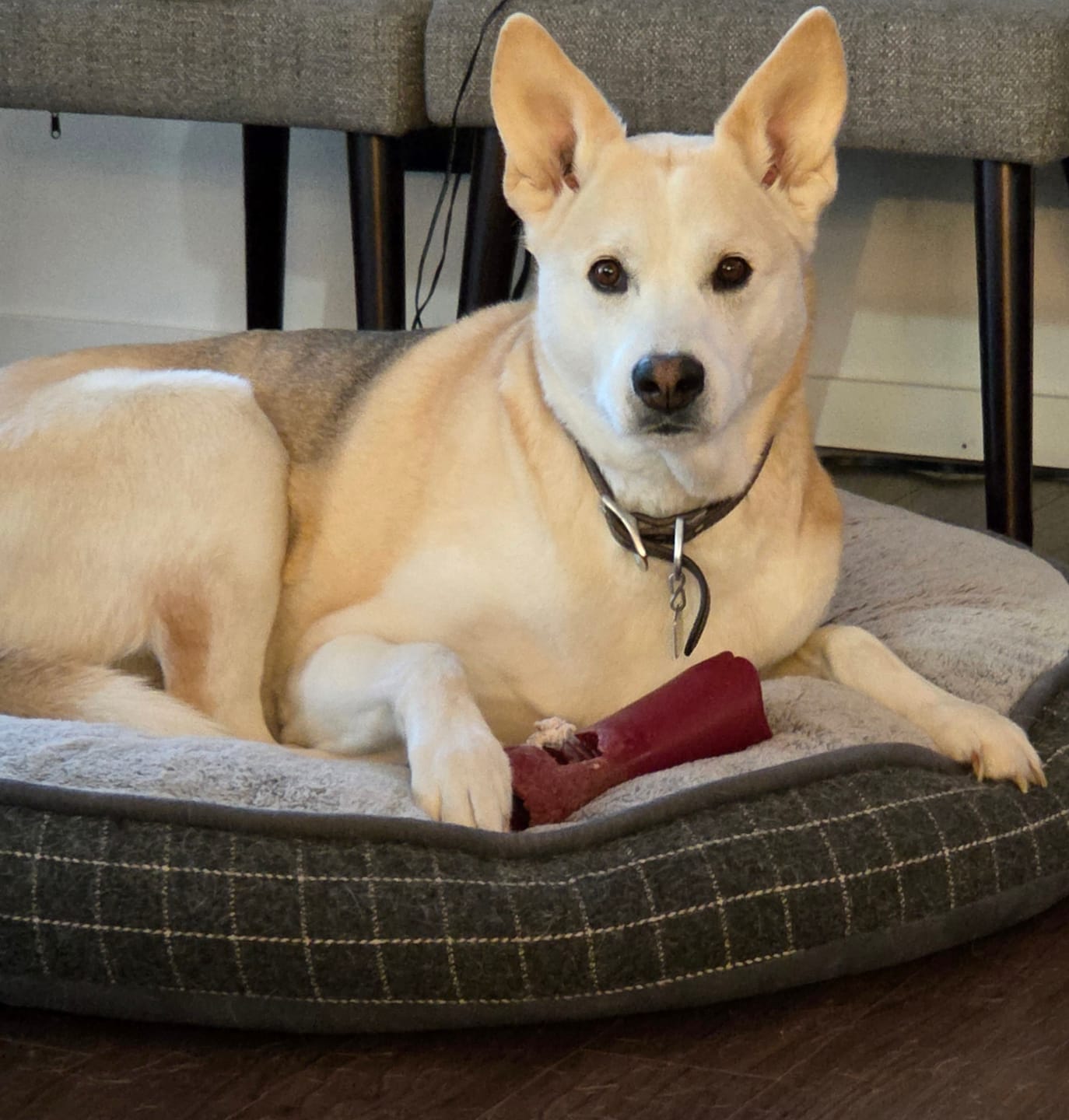 Customer photo review of 12 Inch Monster Bully Stick