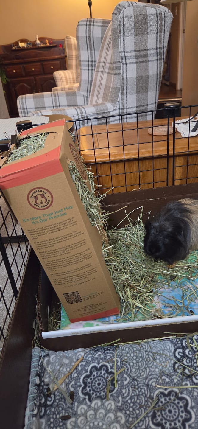 Customer photo review of Subscription - GuineaDad Timothy Hay Box for Guinea Pigs
