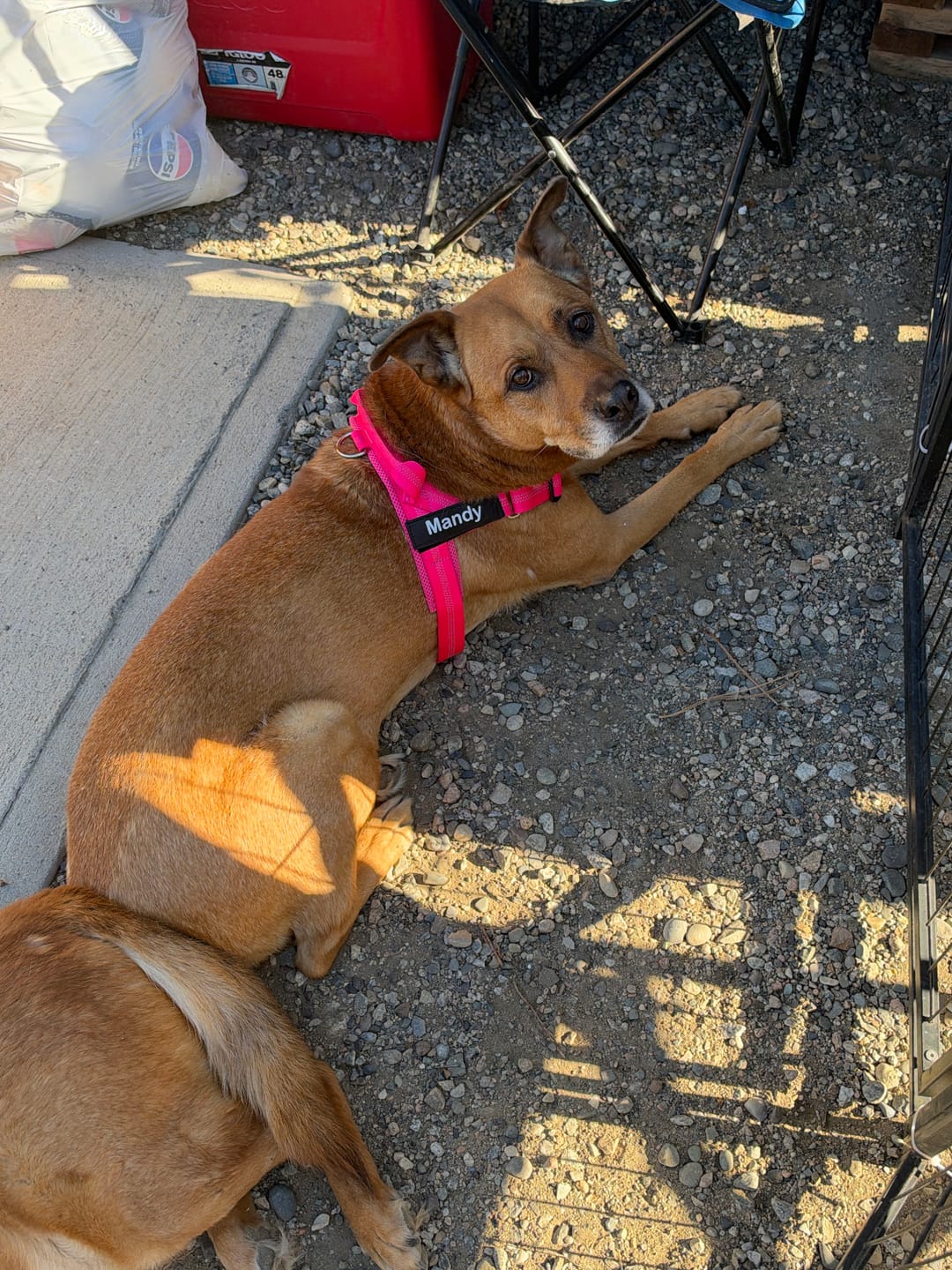Customer photo review of SafeWalk® No-Pull Dog Harness