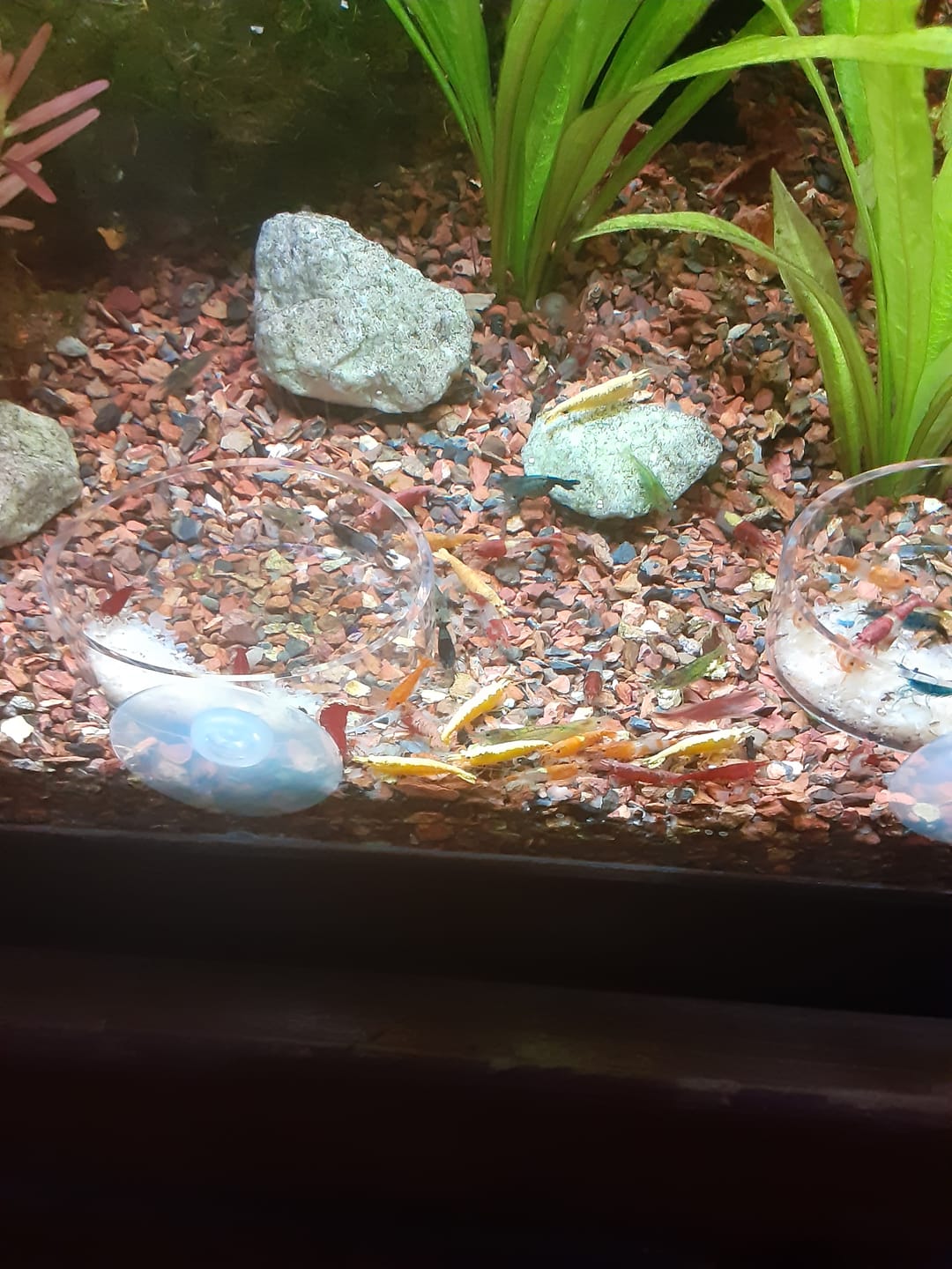 Customer photo review of Yellow Golden Back Shrimp (Bright Yellow Neocaridina)