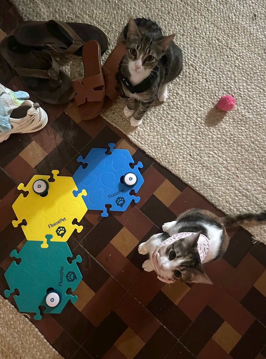 Customer photo review of FluentPet Academy