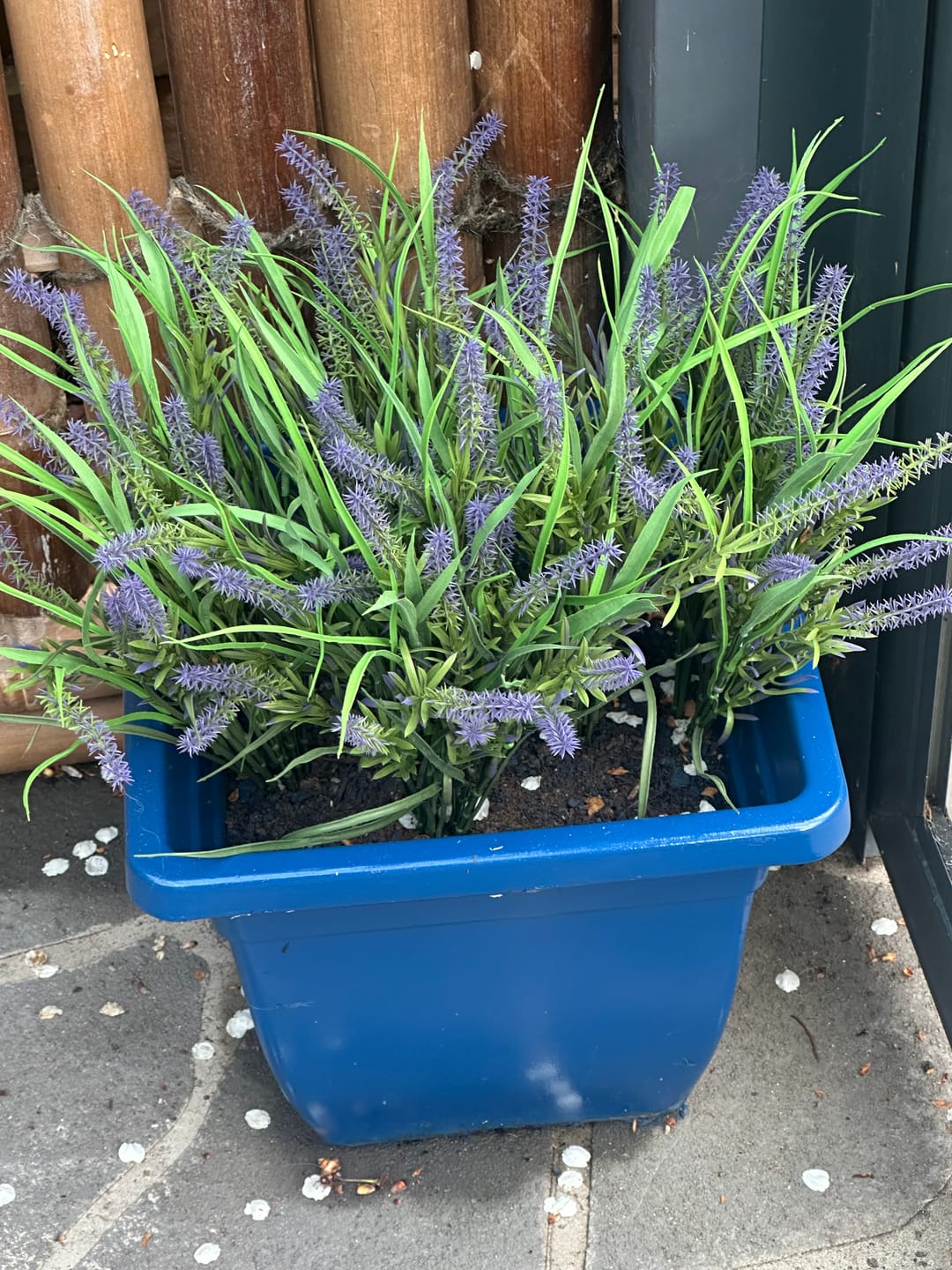 Customer photo review of 5 Pack Long Stem Purple Lavender Plant 50cm UV Resistant Wall Plant