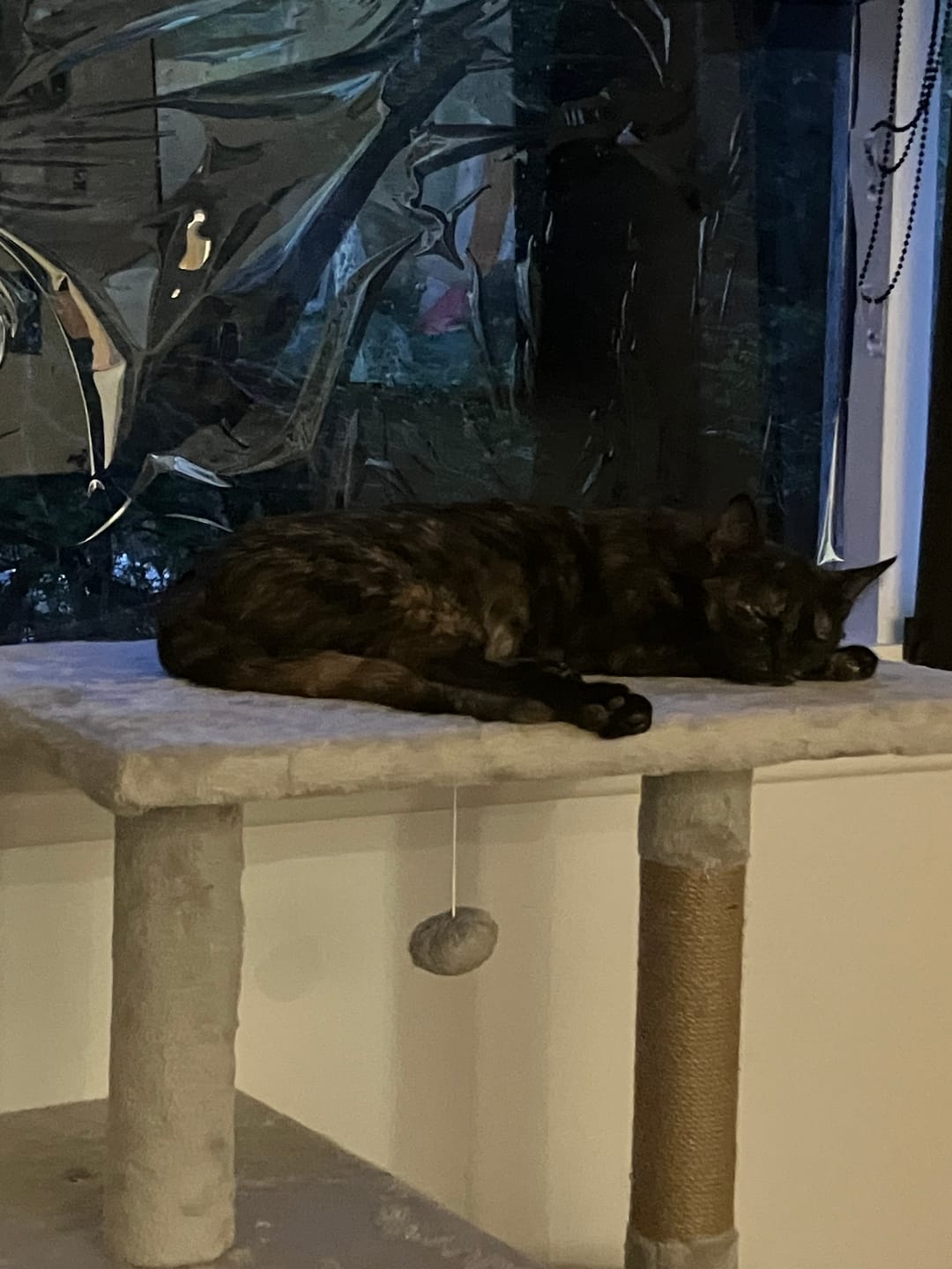 Customer photo review of Fit Litter