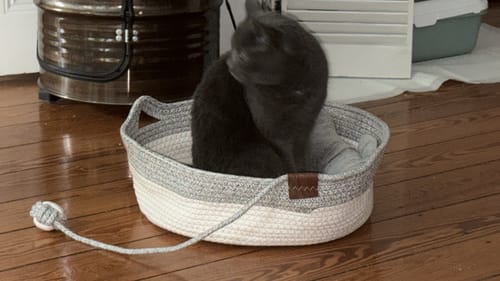 Customer's dark cat resting inside a grey and white woven Fellnest Katzenkorb on a wooden floor.