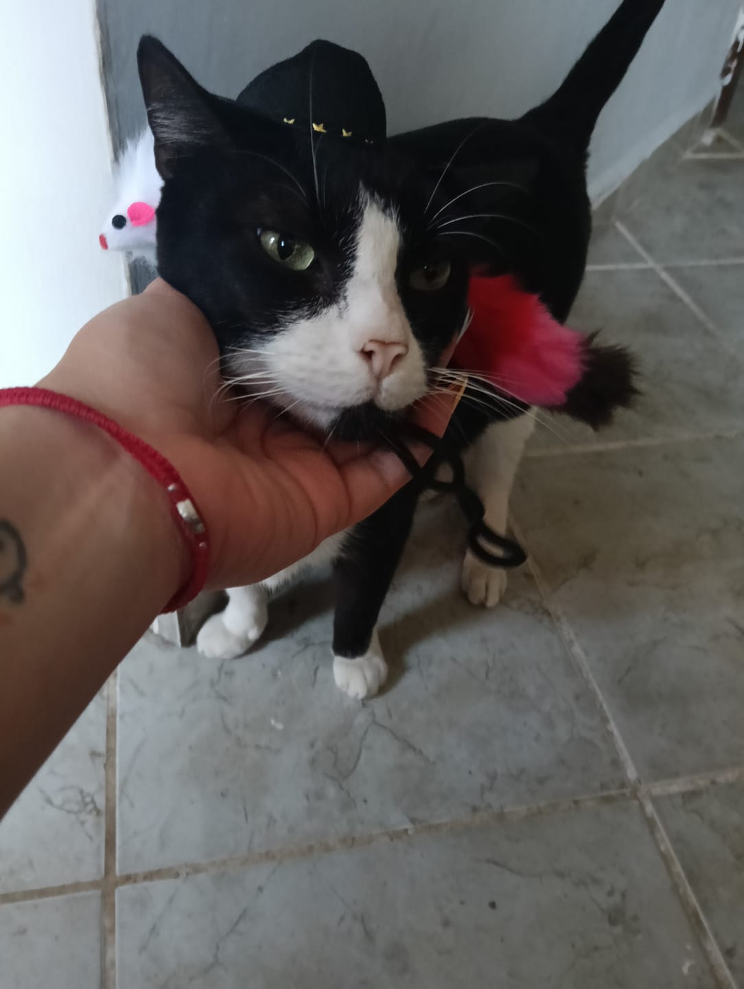 Customer photo review of CT2570 1 Pieza De Sombrero Para Mascota