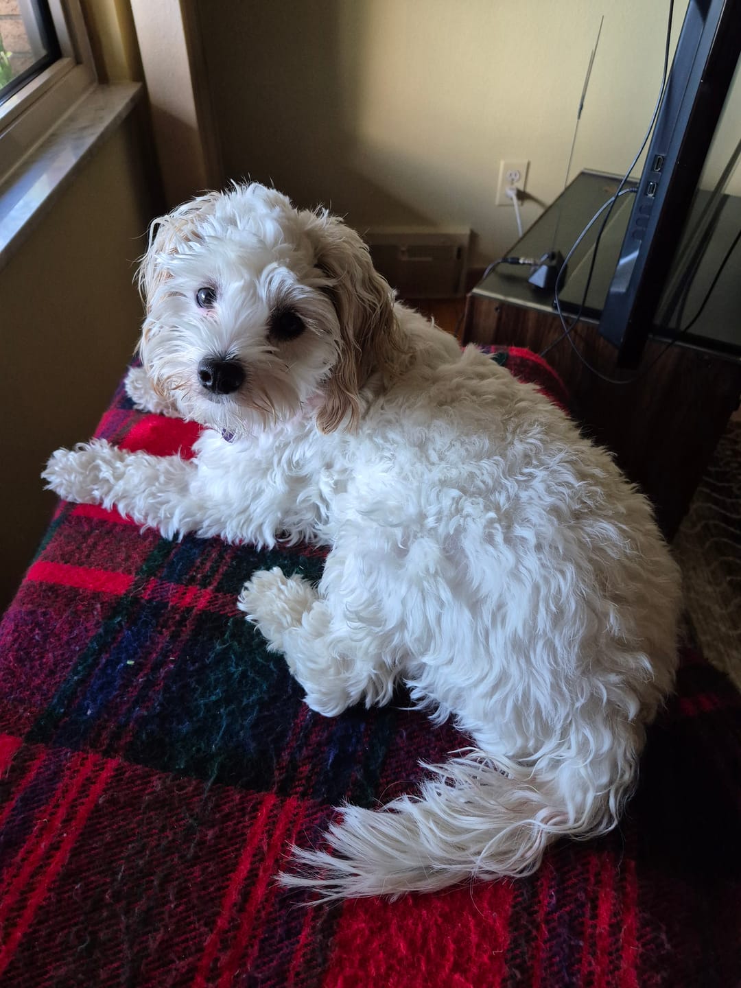 Customer photo review of K9 Belly Bliss
