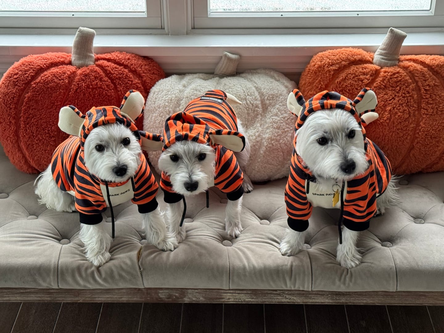 Customer photo review of Halloween Dog Hoodie - Tiger