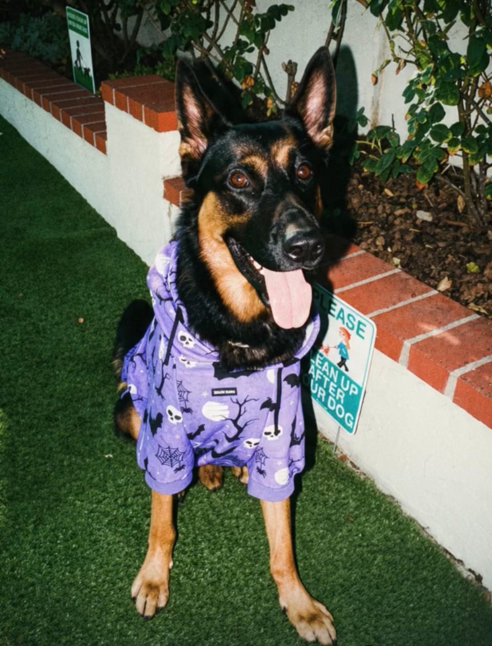 Customer photo review of Halloween Dog Hoodie - Purple