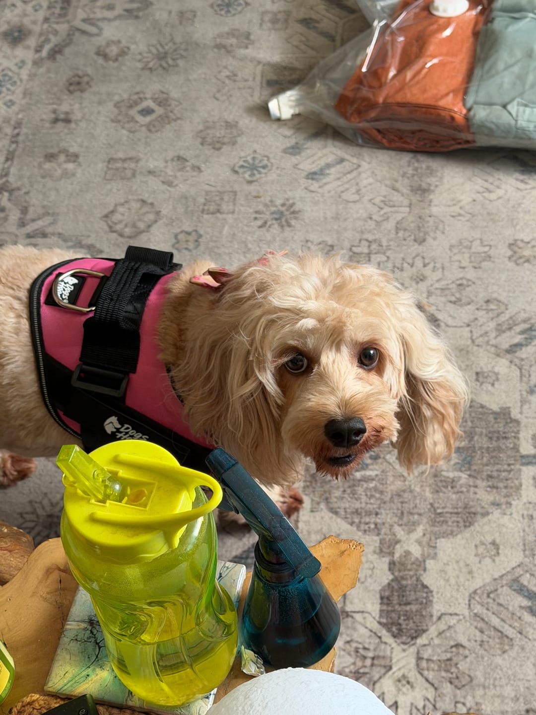 Customer photo review of Dogshood ™ Ergonomic Harness