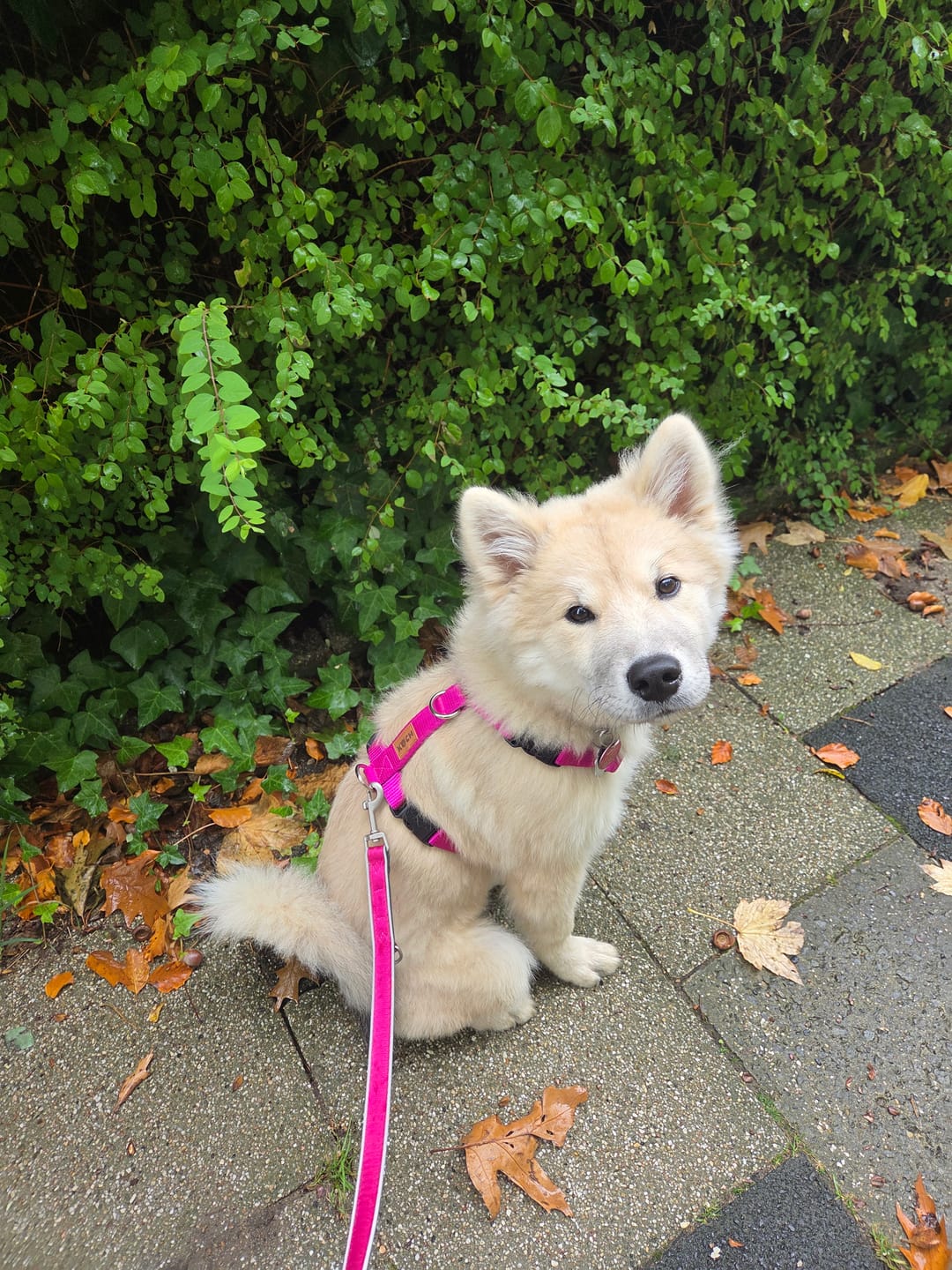 Customer photo review of Comfort Hundegeschirr