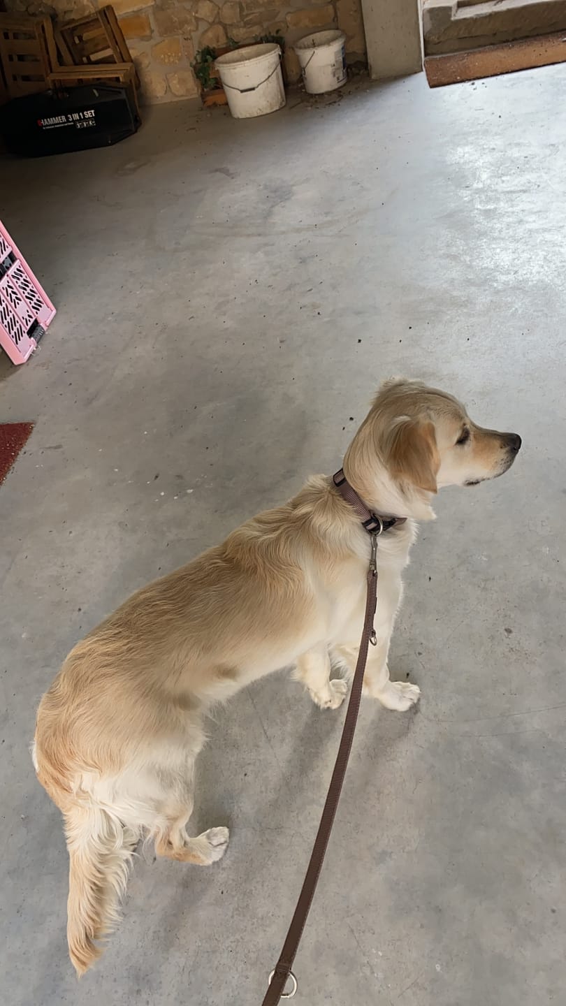 Customer photo review of Magen & Darm Kräuter für Hunde "LOCO COLO"