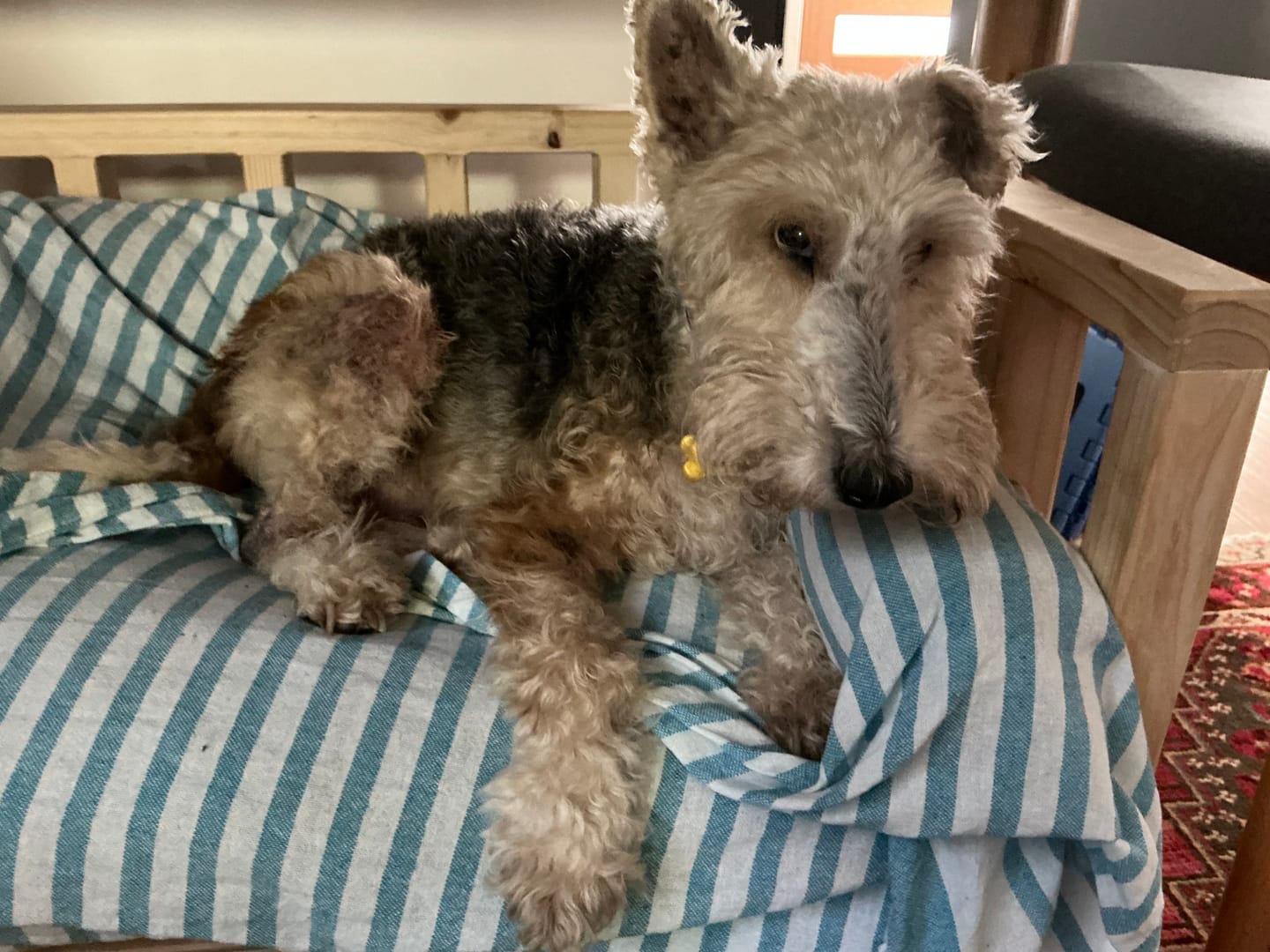 Customer photo review of Probiotic Ear Care Spray for Pets - 100ml