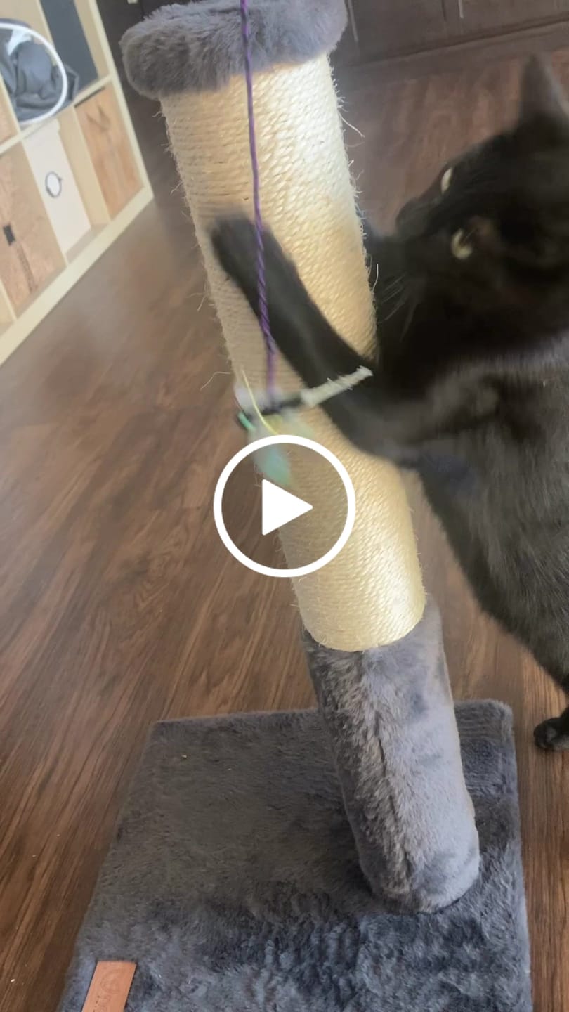 Customer video review of Noba Classic 28" Scratching Post - Grey Faux Fur