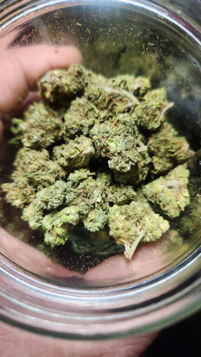 Customer photo review of Toad Crossing THCA Flower - Cheap Oz