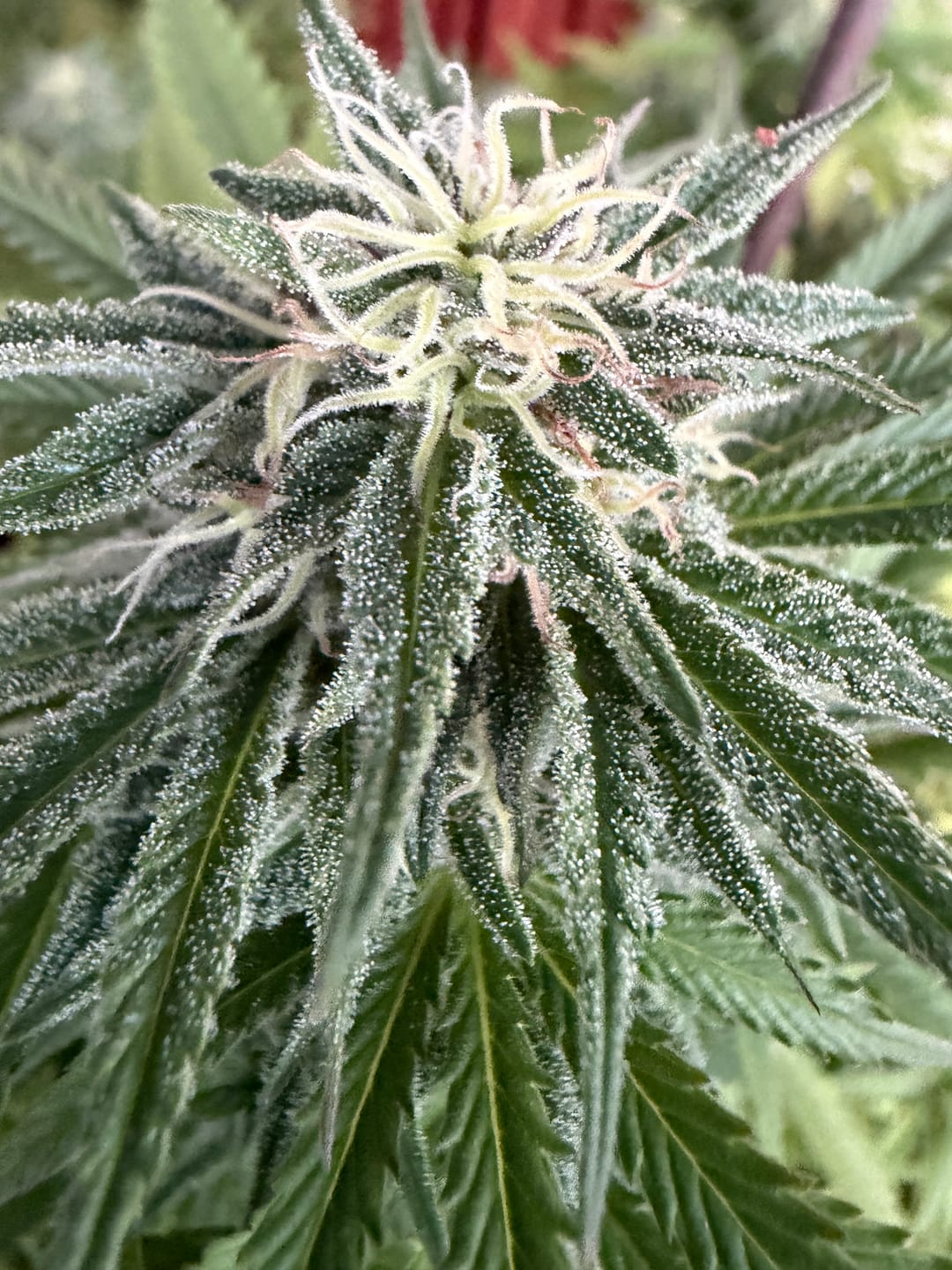 Customer photo review of Hesi Bio Bloom