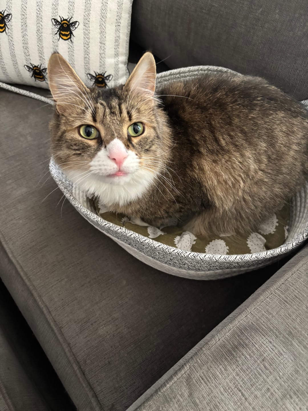 Customer photo review of Instinct Basket | Meet the first research-backed natural territory for indoor cats