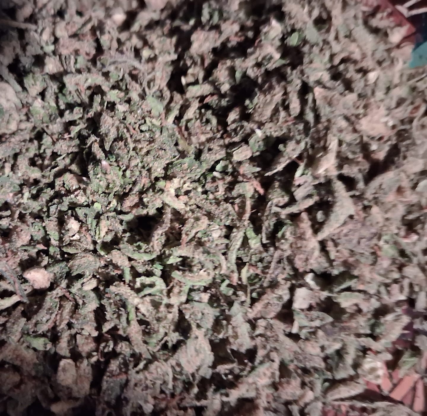 Customer photo review of Cheap THCA Flower Trim