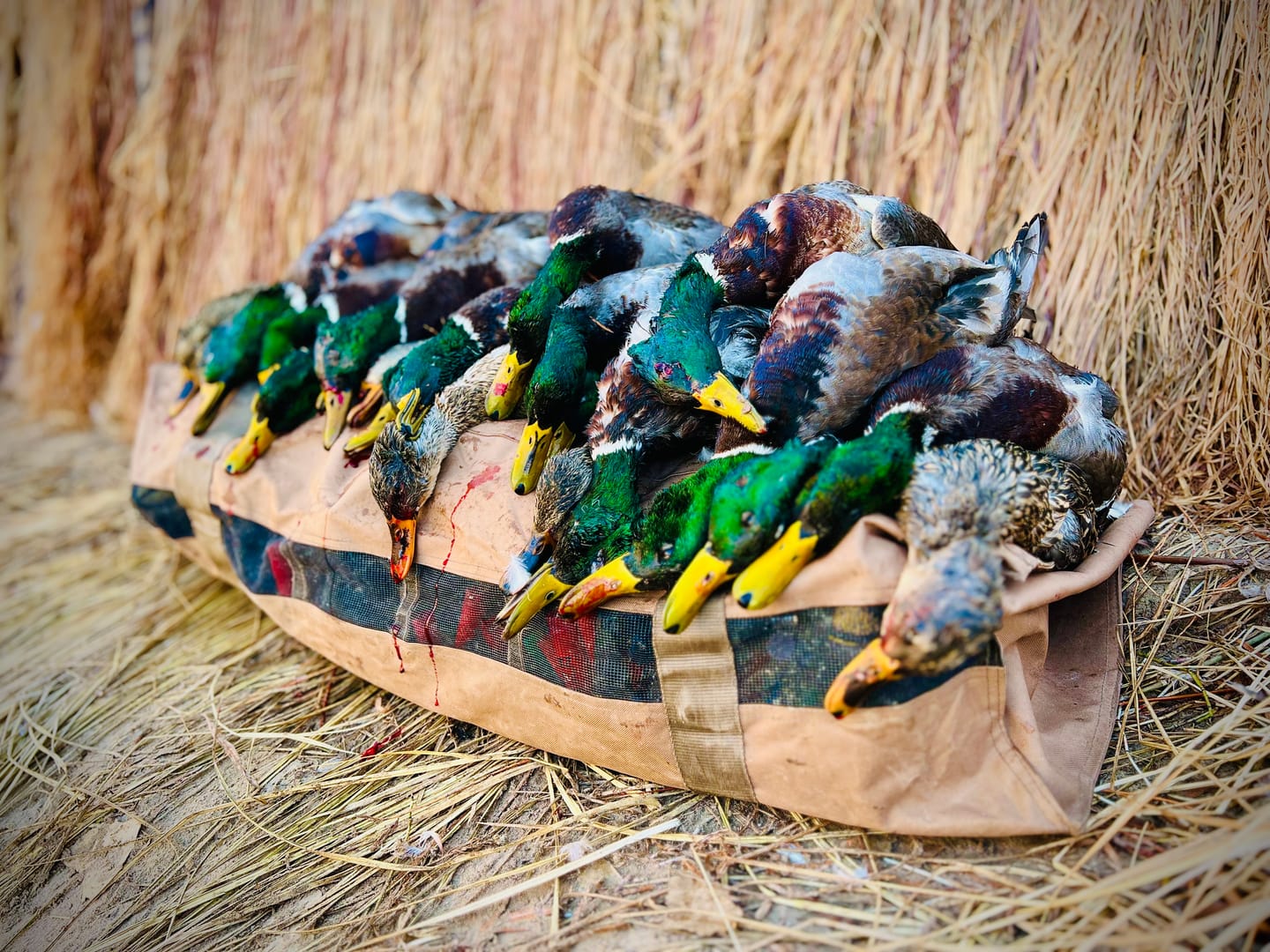 Customer photo review of OMEN Duck Call