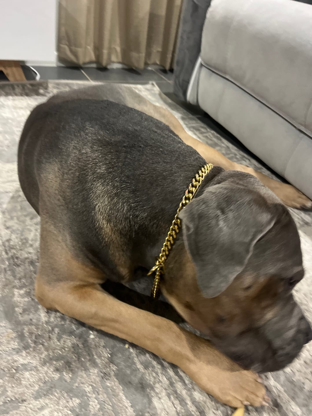Customer photo review of Stainless Steel Dog Chain Collar Cuban Link Training Slip Chain