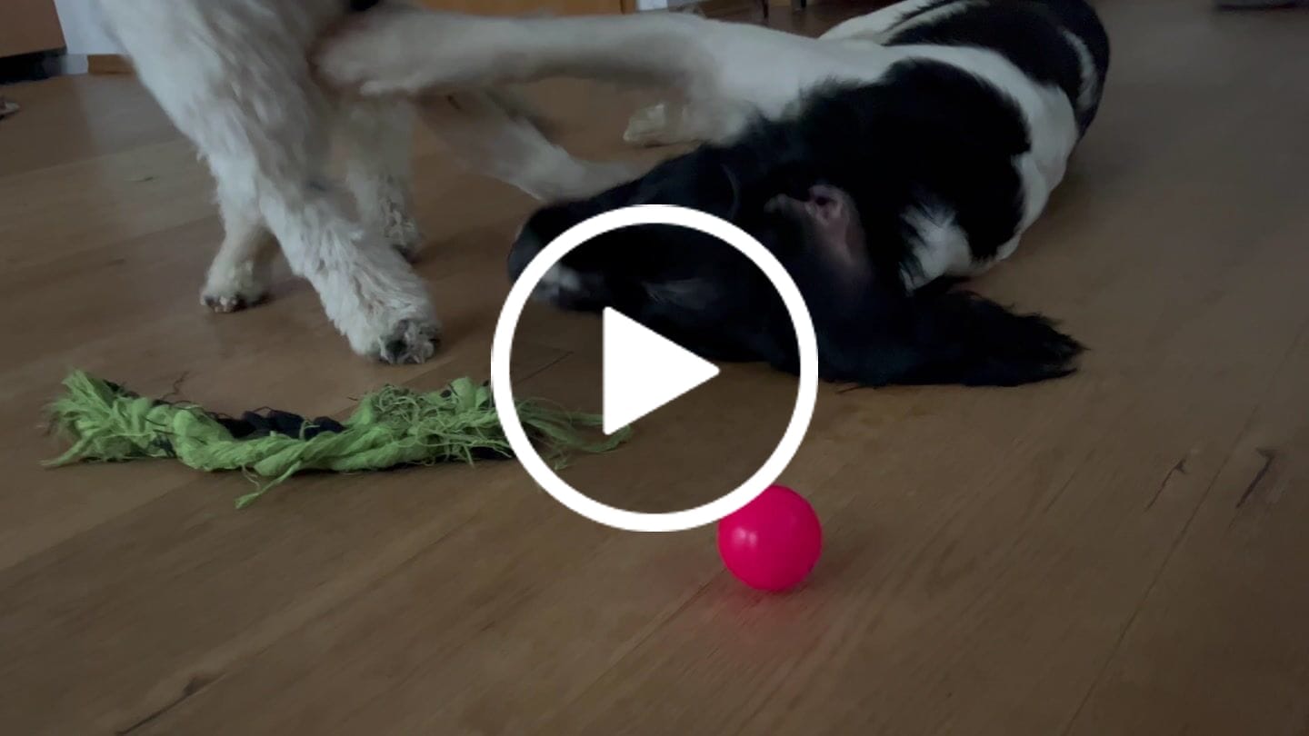 Customer video review of Wurmtest Basic Hund
