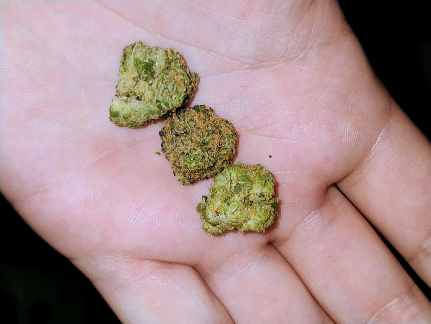 Customer photo review of Biscotti THCA Flower (Budget)