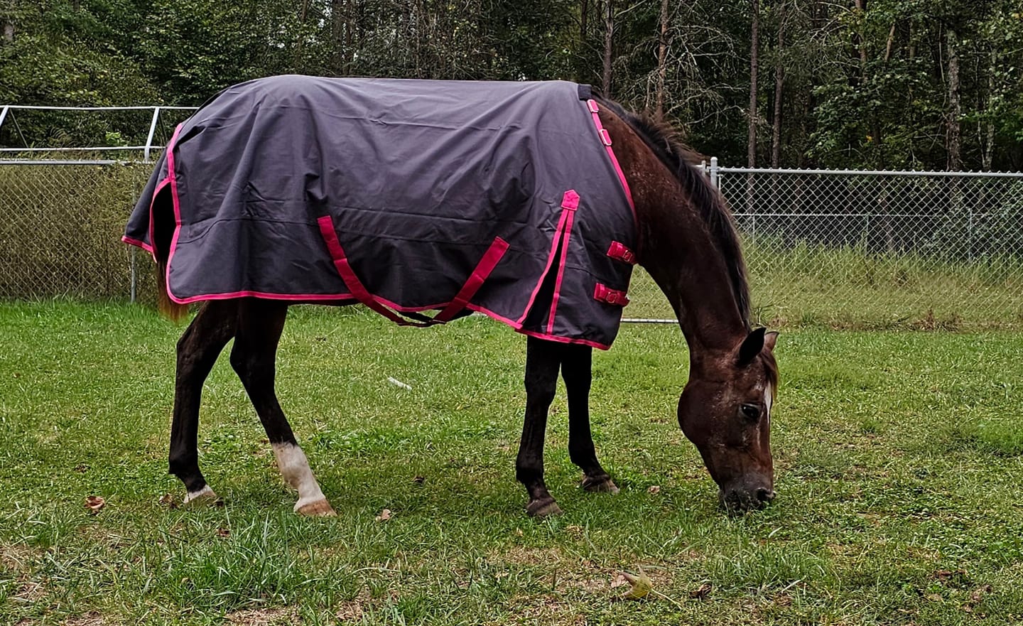 Customer photo review of Full Spectrum Pet CBD Oil 1200mg